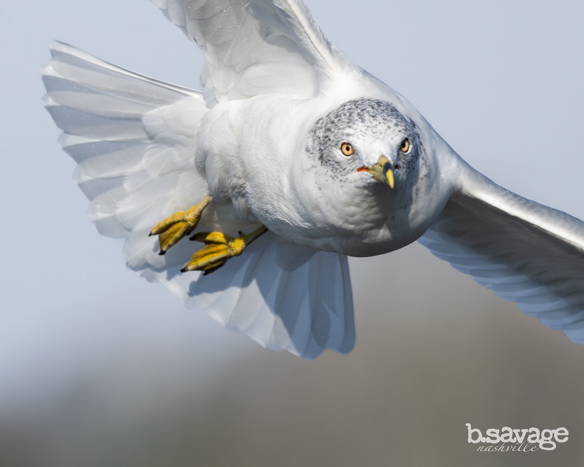 Ring-billed Gull - ML646880009