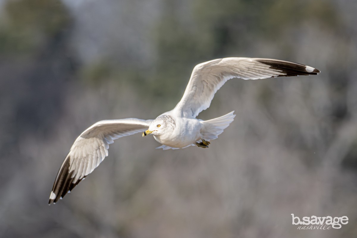 Ring-billed Gull - ML646880010
