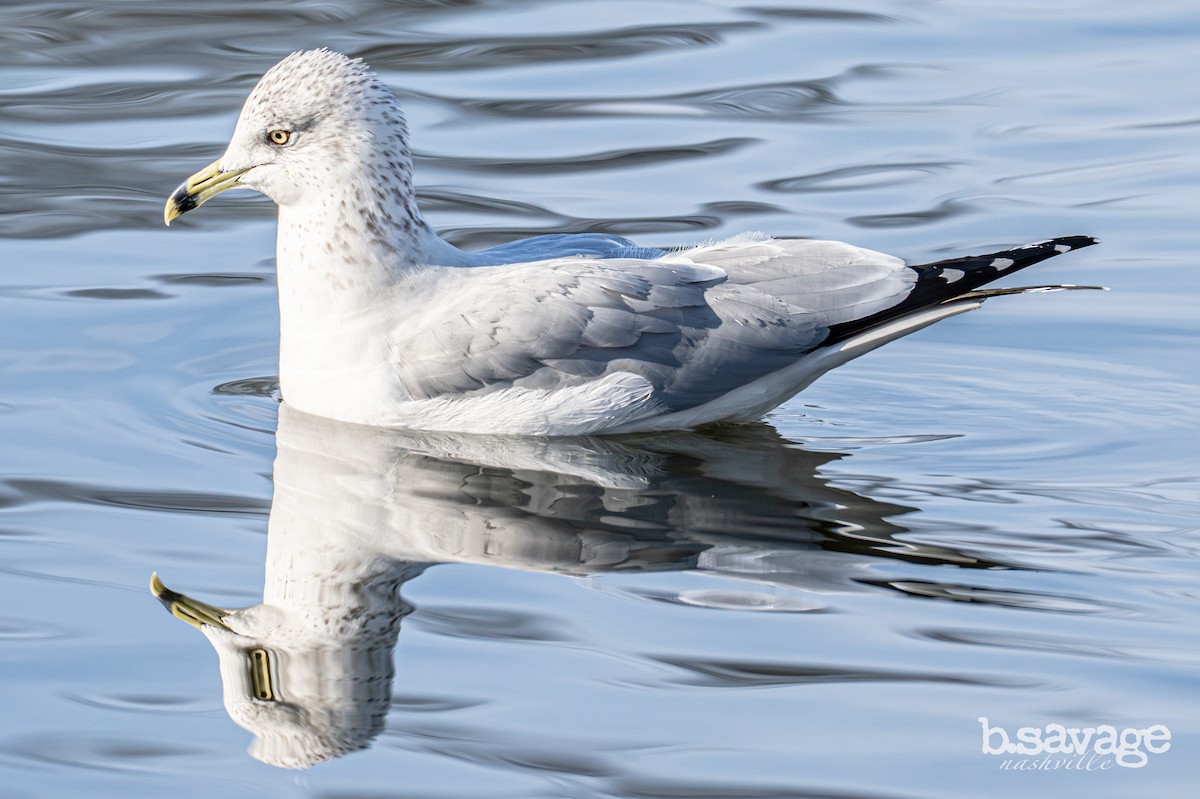 Ring-billed Gull - ML646880011