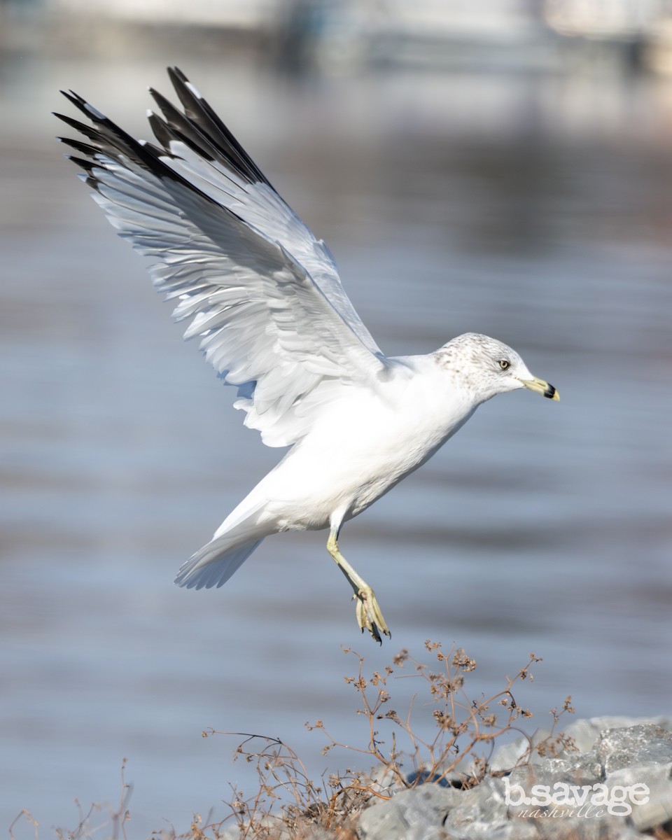 Ring-billed Gull - ML646880012