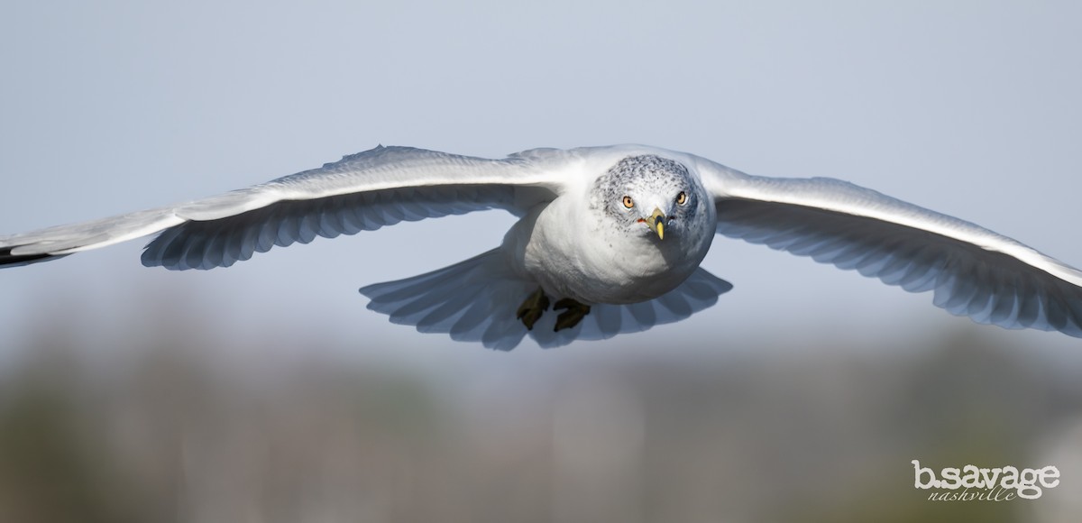 Ring-billed Gull - ML646880013
