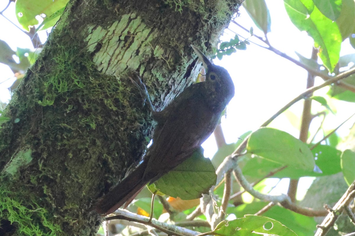 Spotted Woodcreeper - ML646880018
