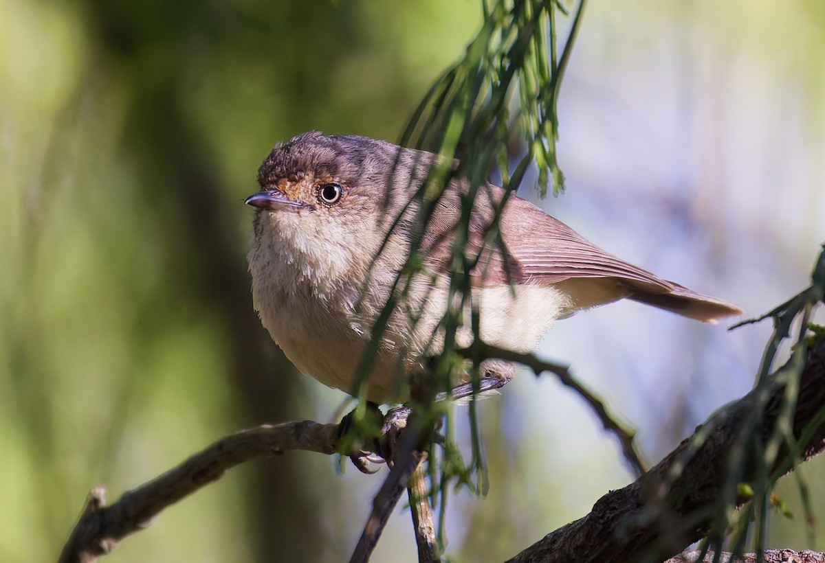 Buff-rumped Thornbill - ML646880019