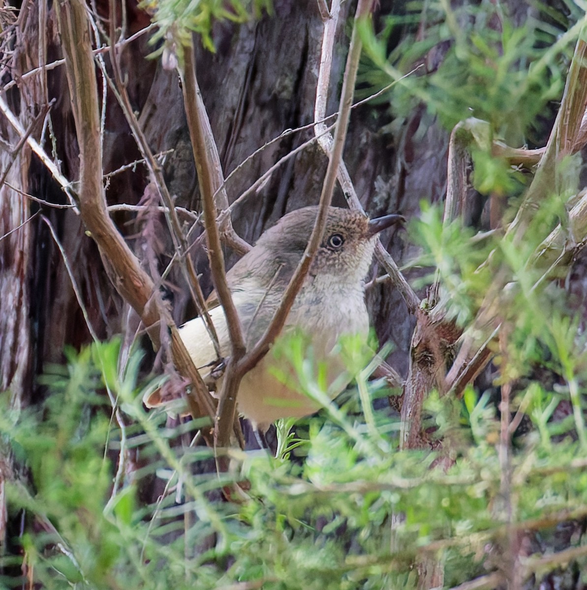 Buff-rumped Thornbill - ML646880020