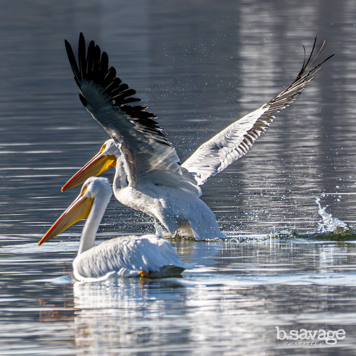 American White Pelican - ML646880021