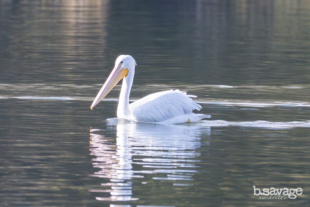 American White Pelican - ML646880022