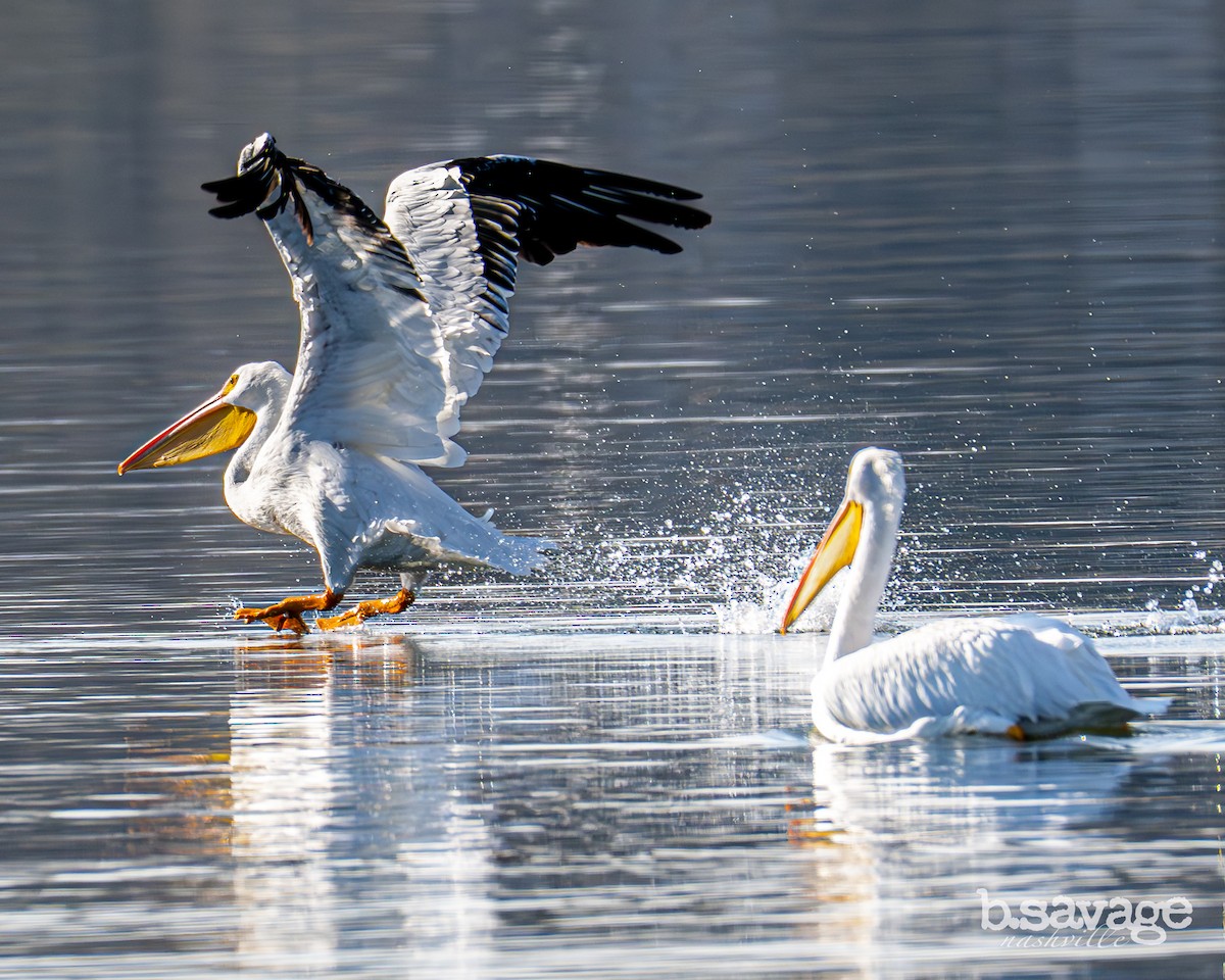 American White Pelican - ML646880023