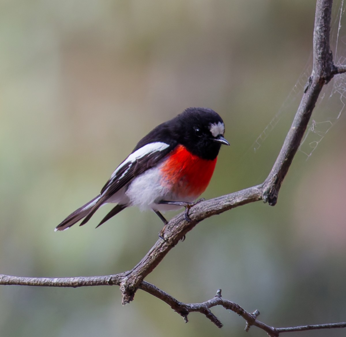 Scarlet Robin - ML646880026