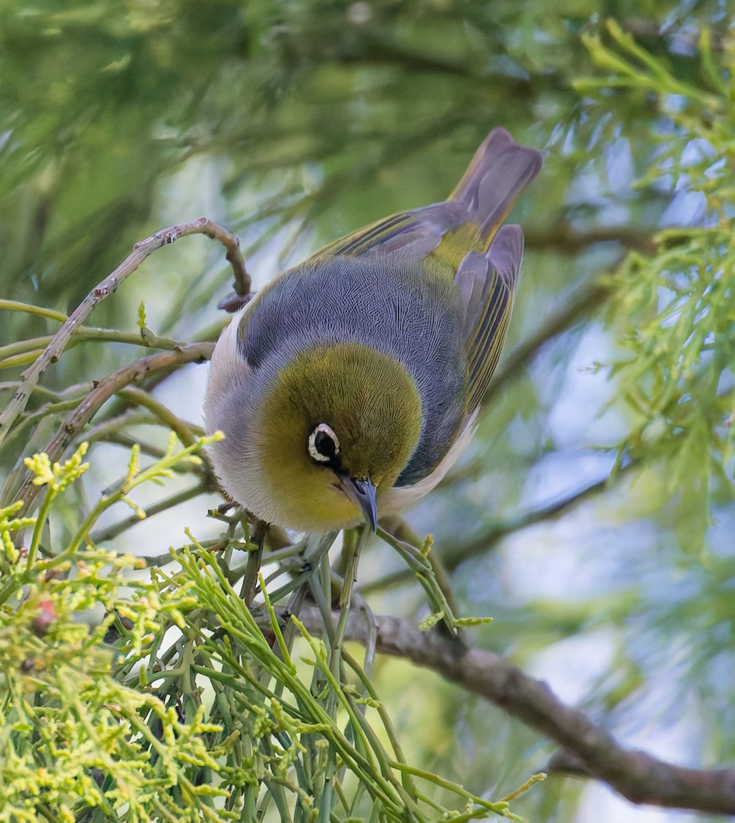 Silvereye - ML646880028