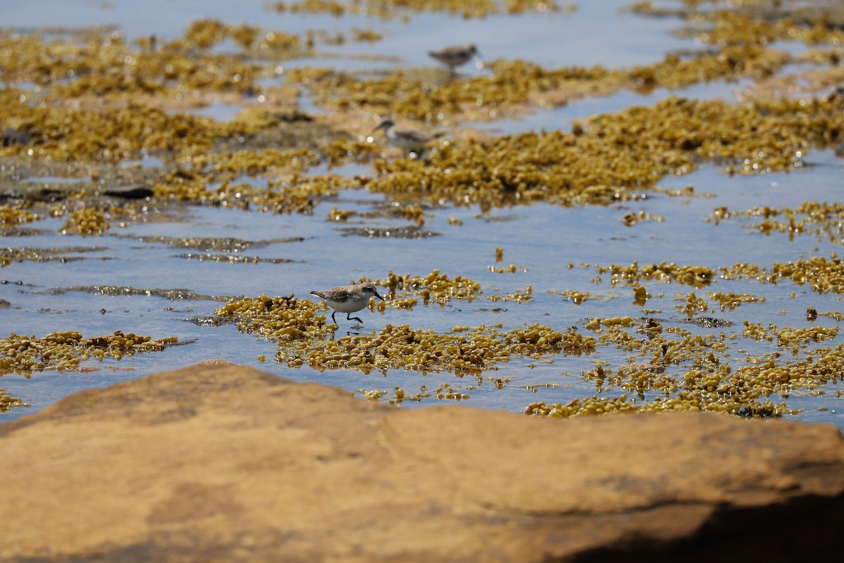 Rotkehl-Strandläufer - ML646880029