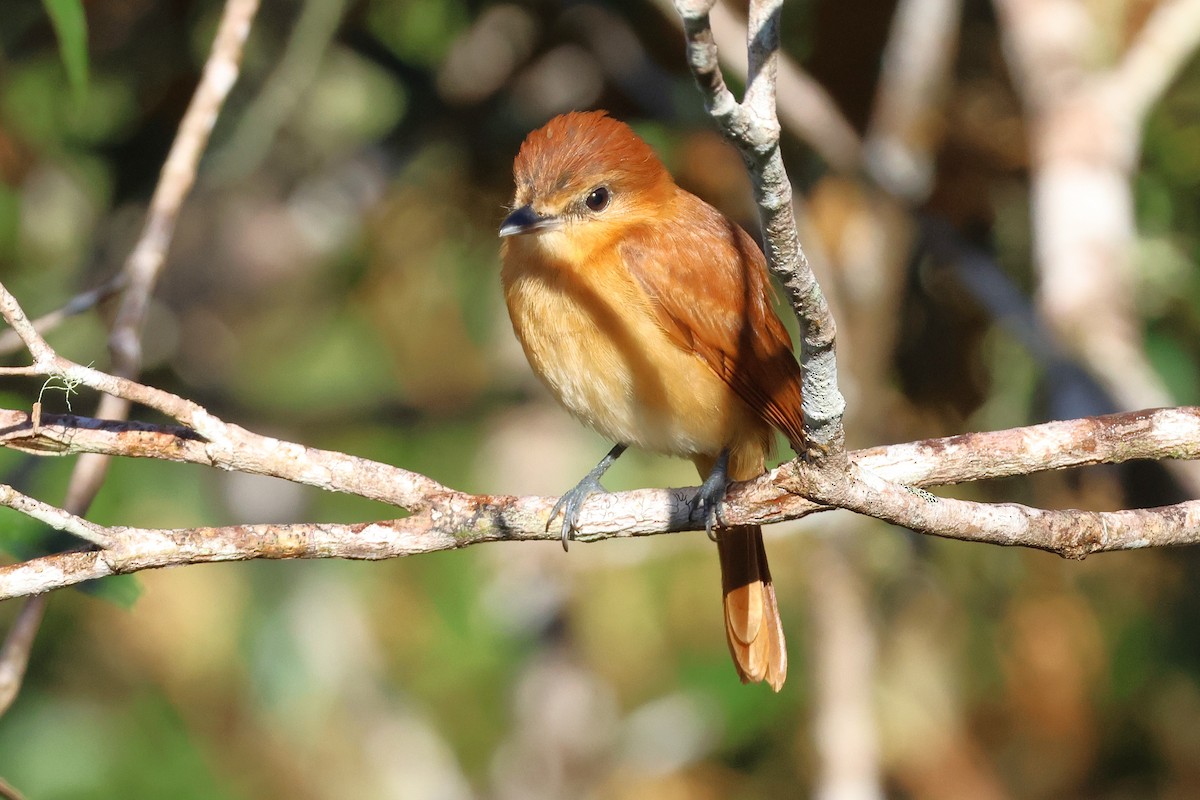 Cinnamon Becard - ML646880033