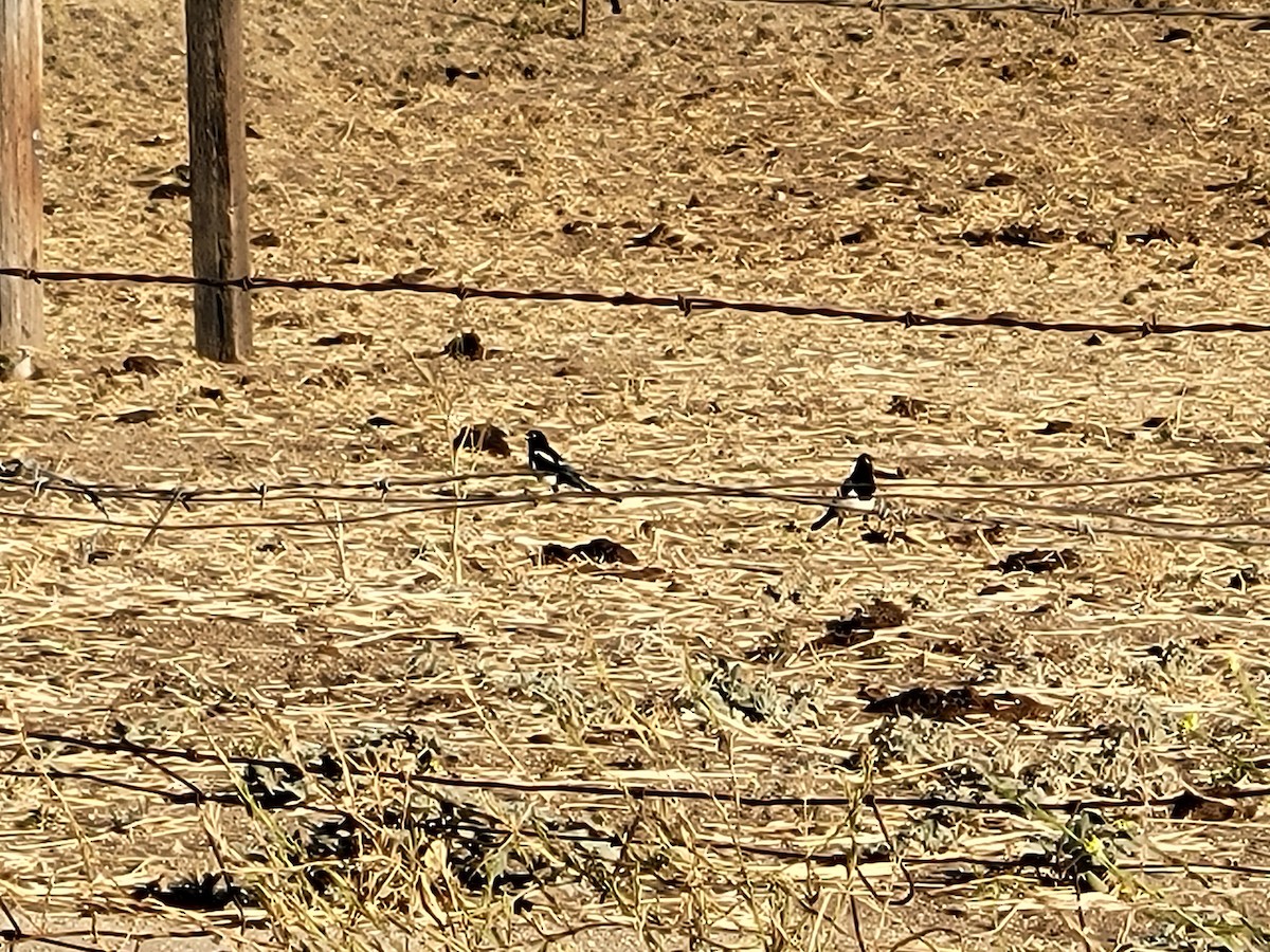 キバシカササギ - ML646880044