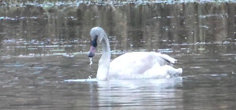 コハクチョウ - ML646880045