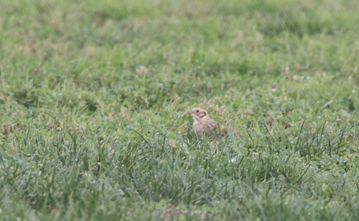 Подорожник лапландський - ML646880046