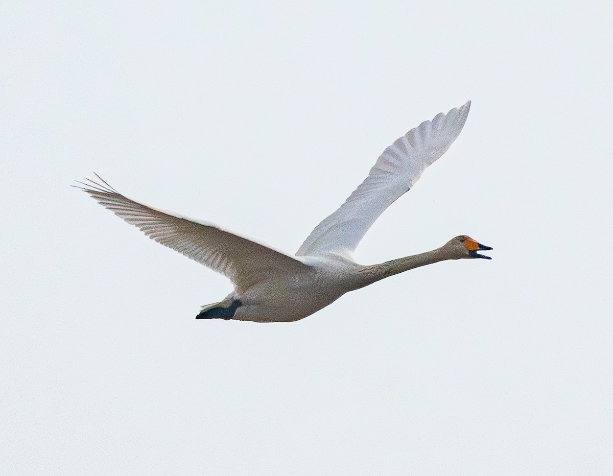 Whooper Swan - ML646880047