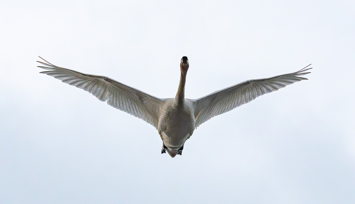 Whooper Swan - ML646880048