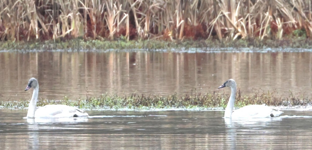 コハクチョウ - ML646880049