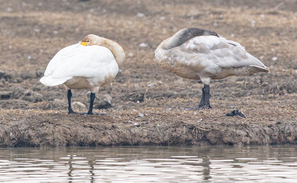 Whooper Swan - ML646880050