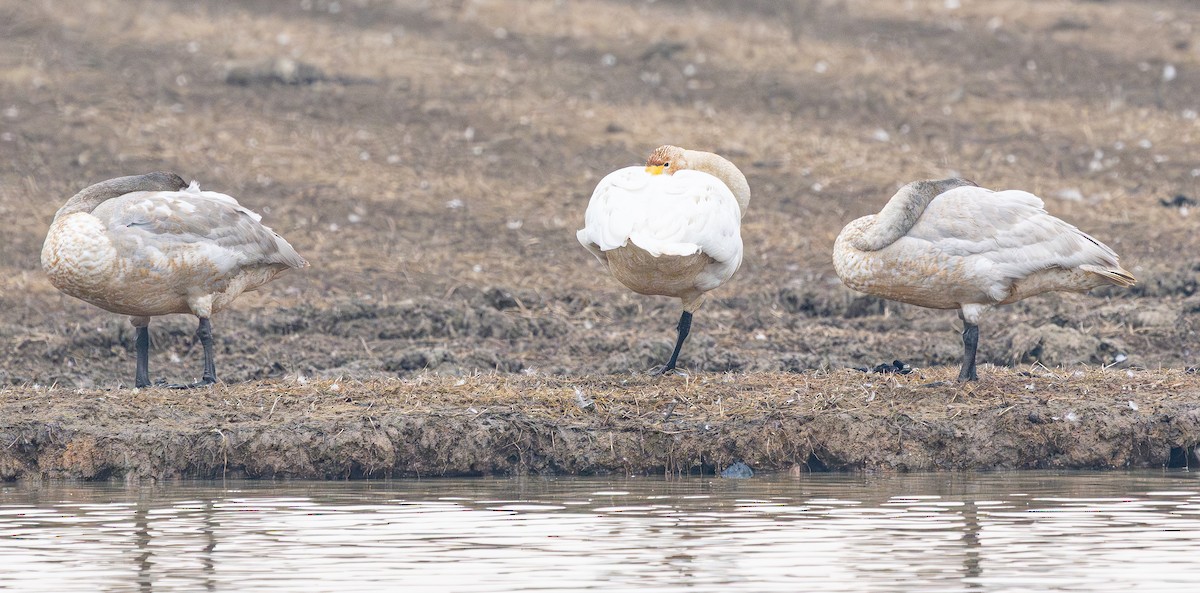 Whooper Swan - ML646880051