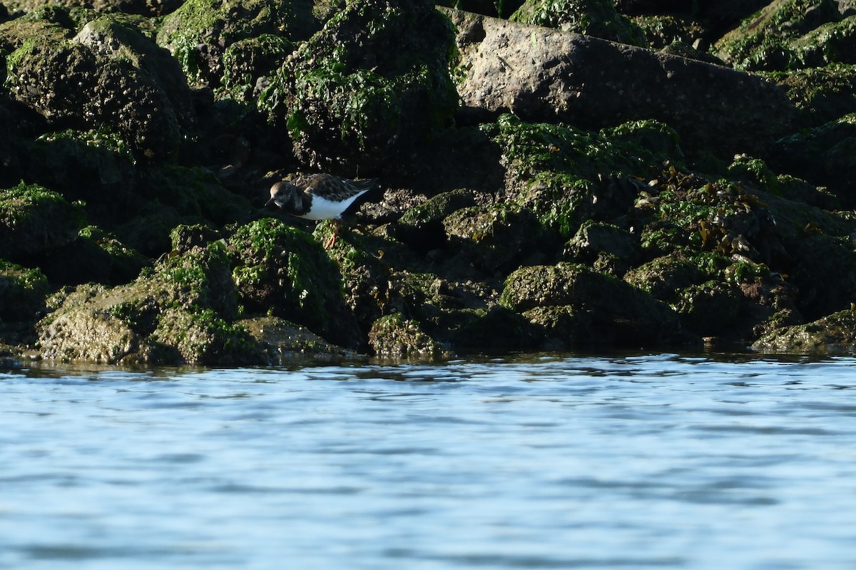 キョウジョシギ - ML646880056