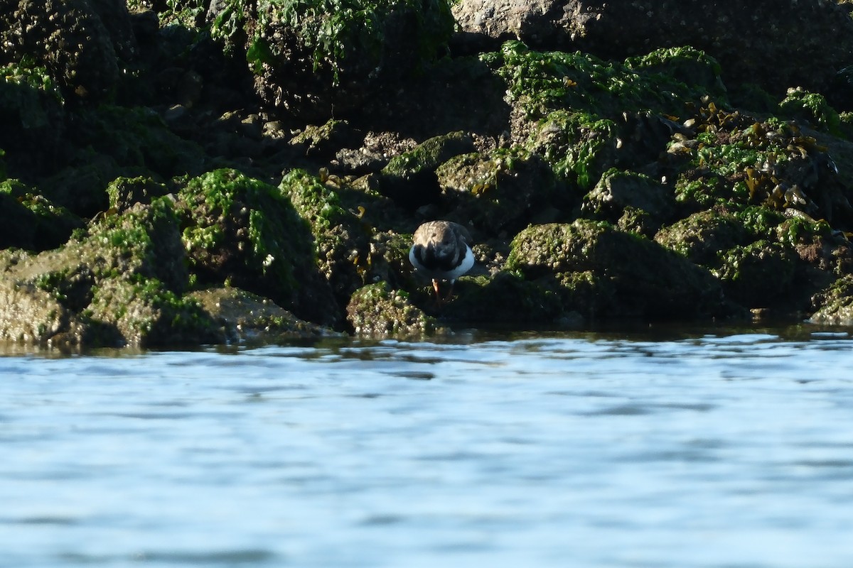 キョウジョシギ - ML646880058