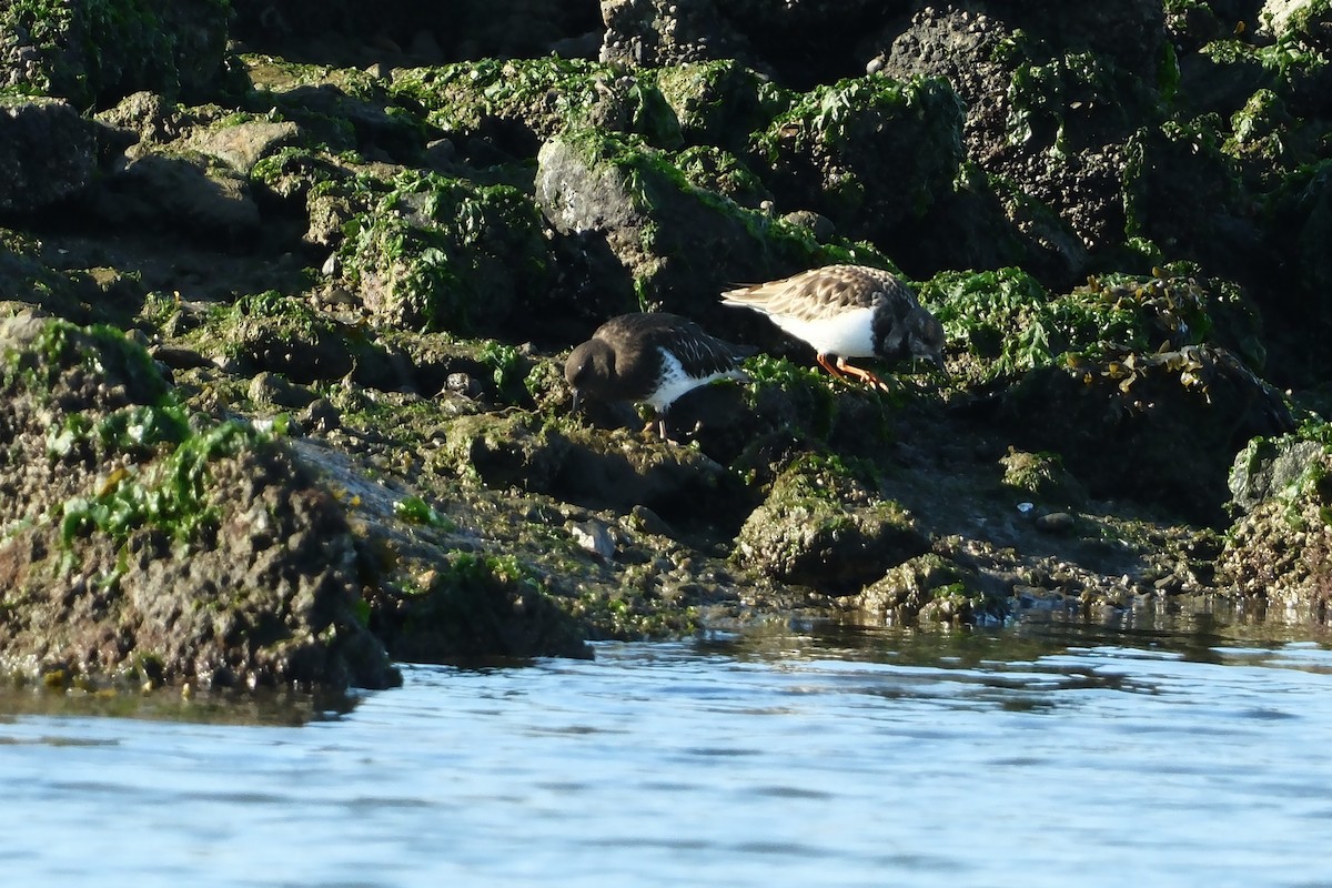 キョウジョシギ - ML646880059