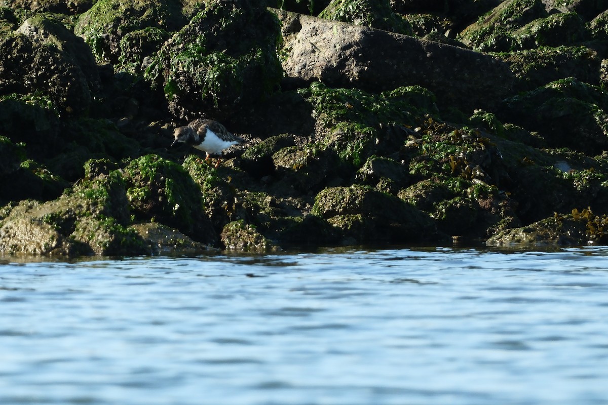 キョウジョシギ - ML646880060