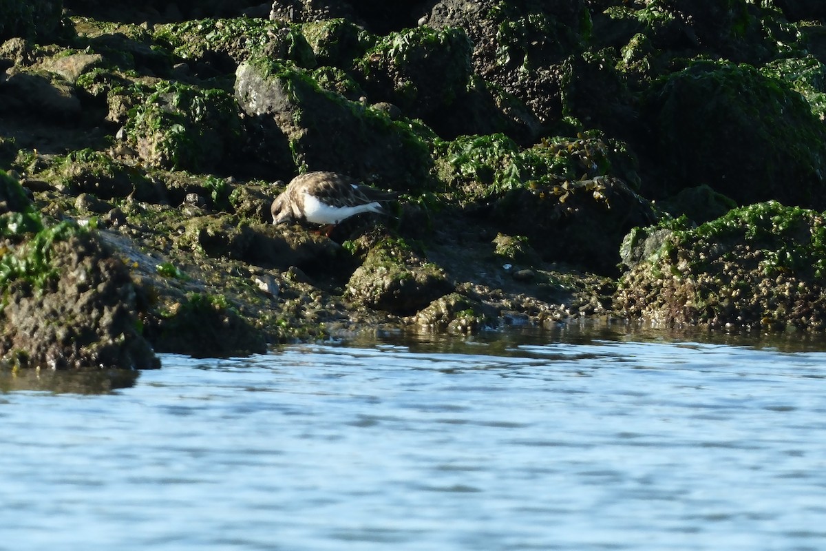 キョウジョシギ - ML646880061