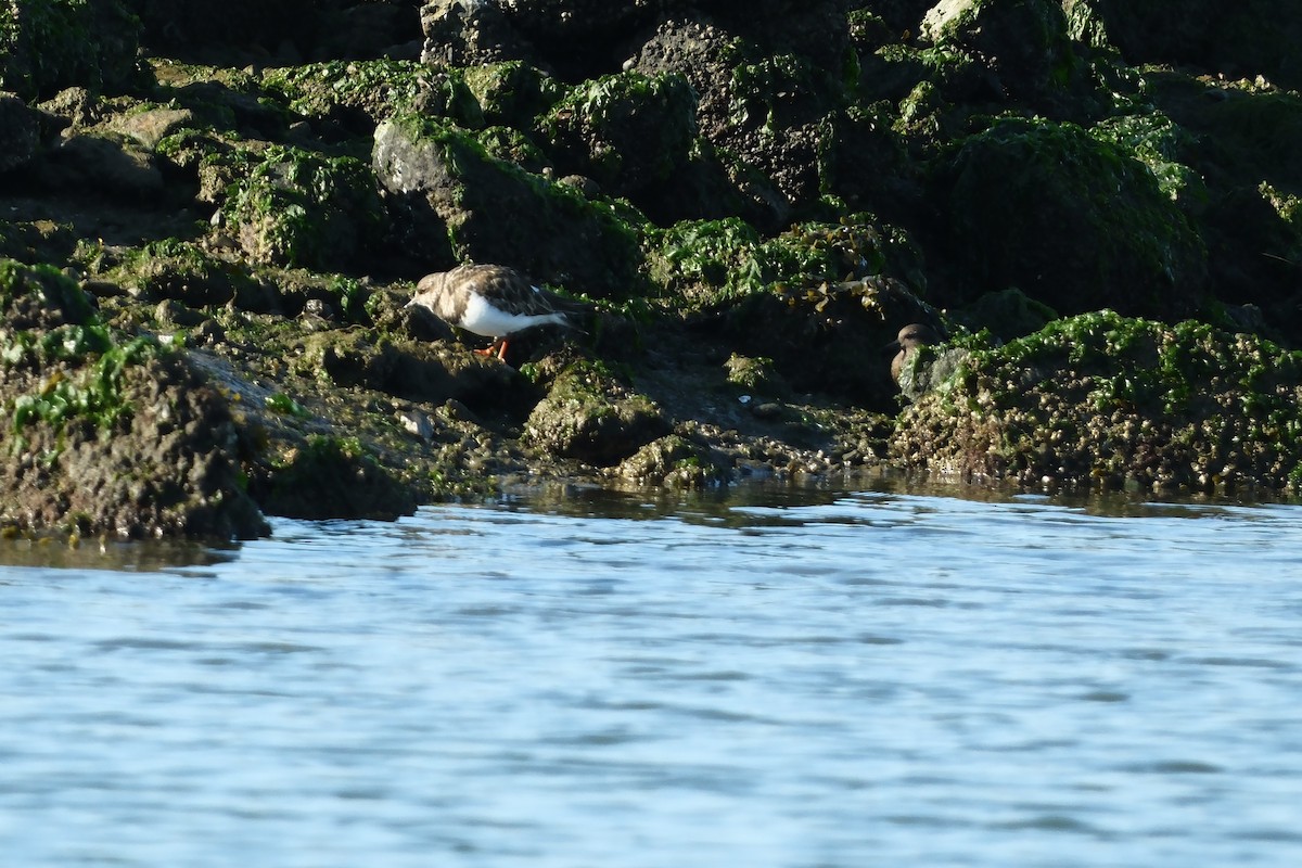 キョウジョシギ - ML646880062