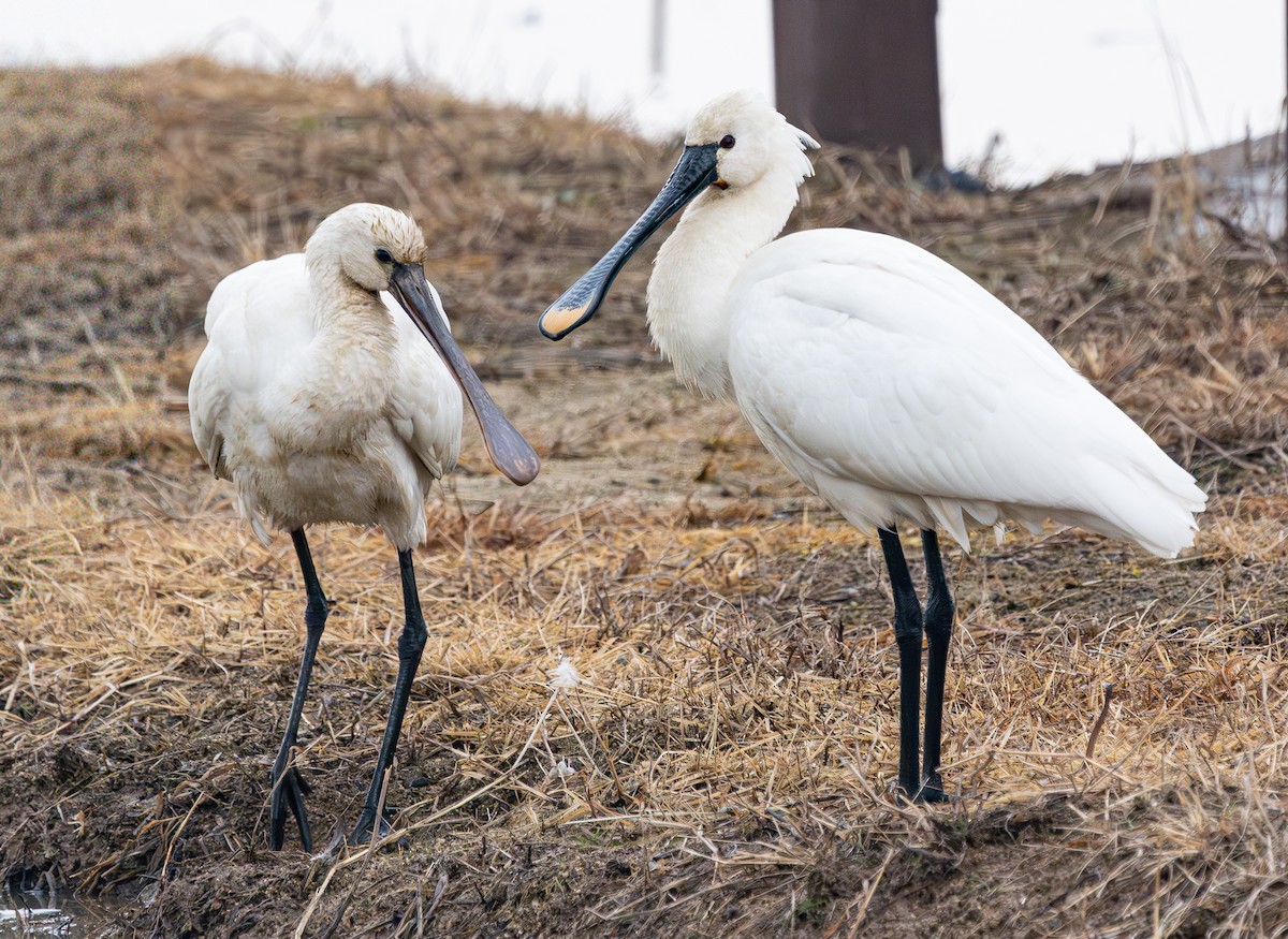 Eurasian Spoonbill - ML646880063