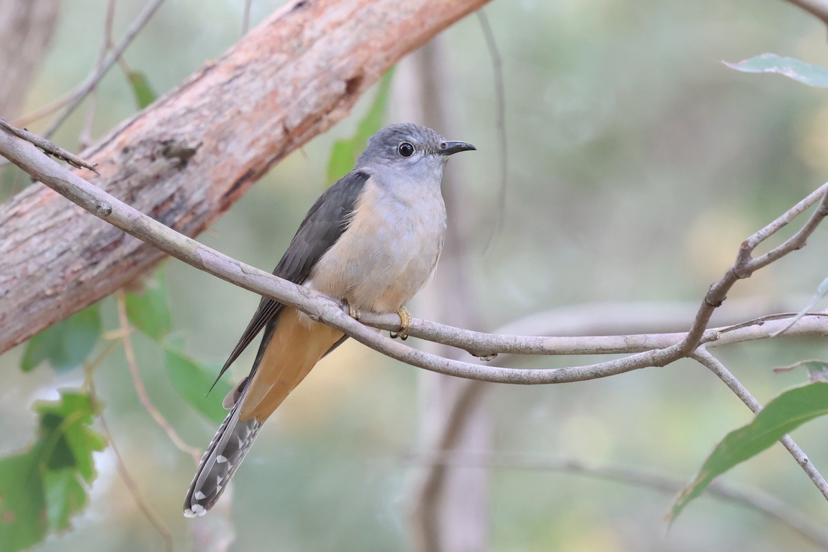 Sahul Brush Cuckoo - ML646880064