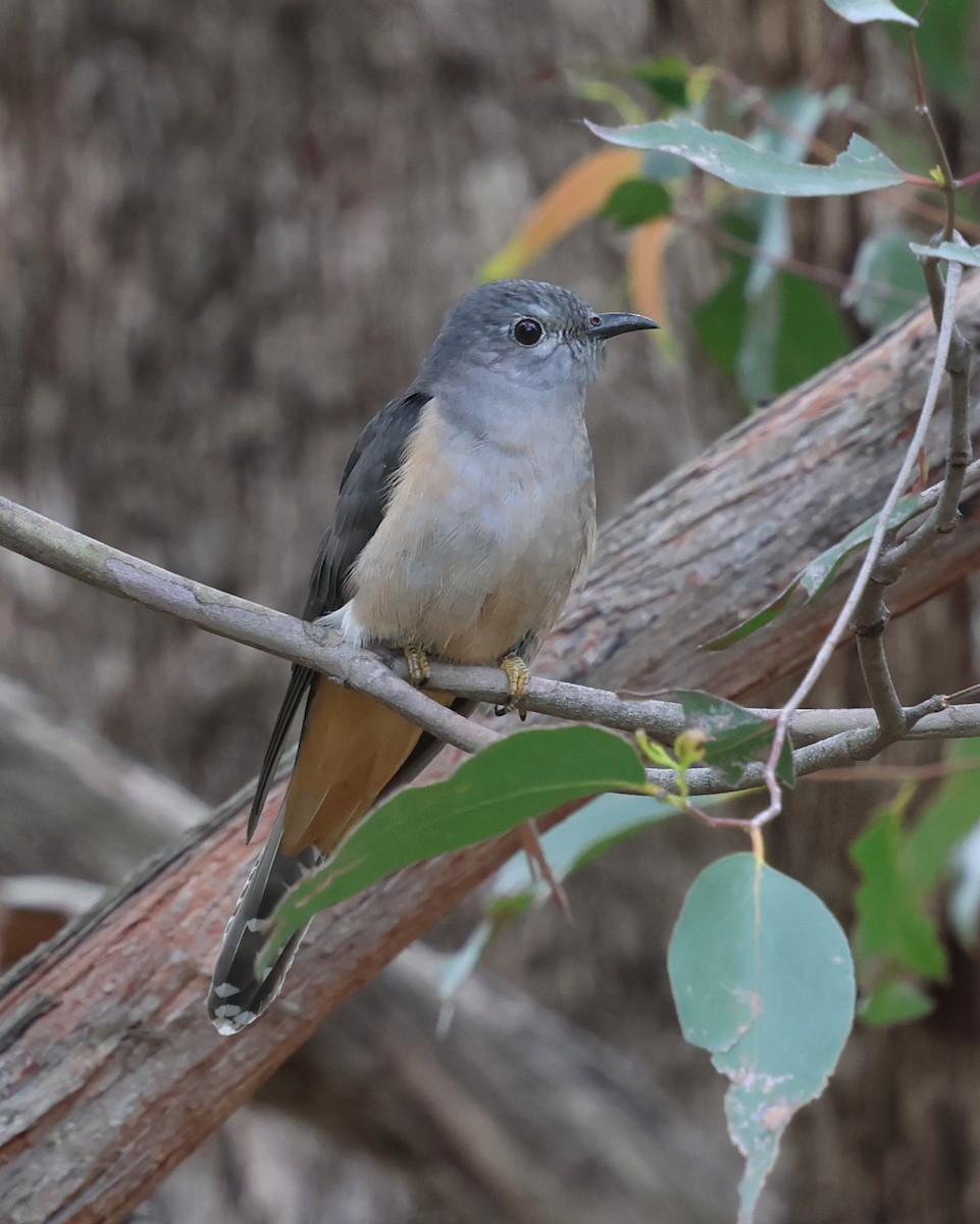 Sahul Brush Cuckoo - ML646880065