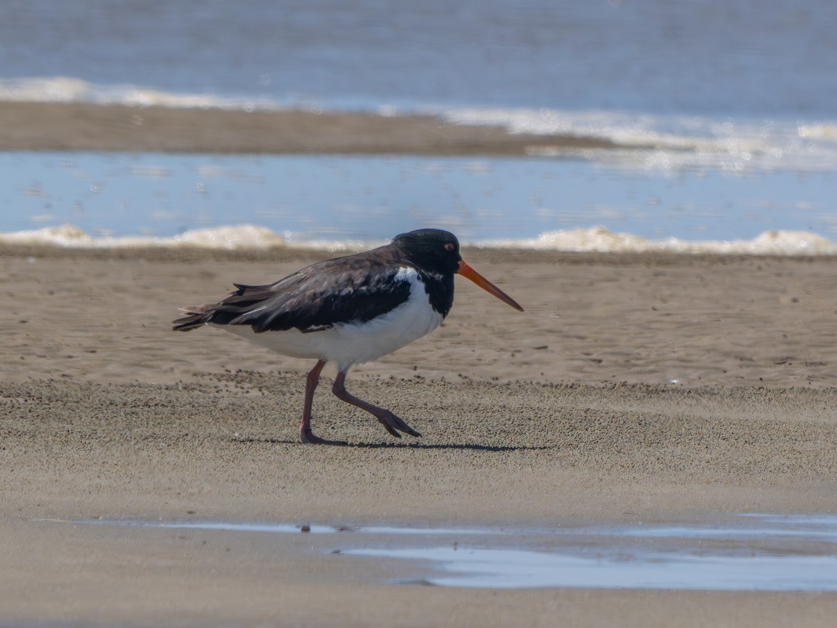 Güney Adası Poyrazkuşu - ML646880067
