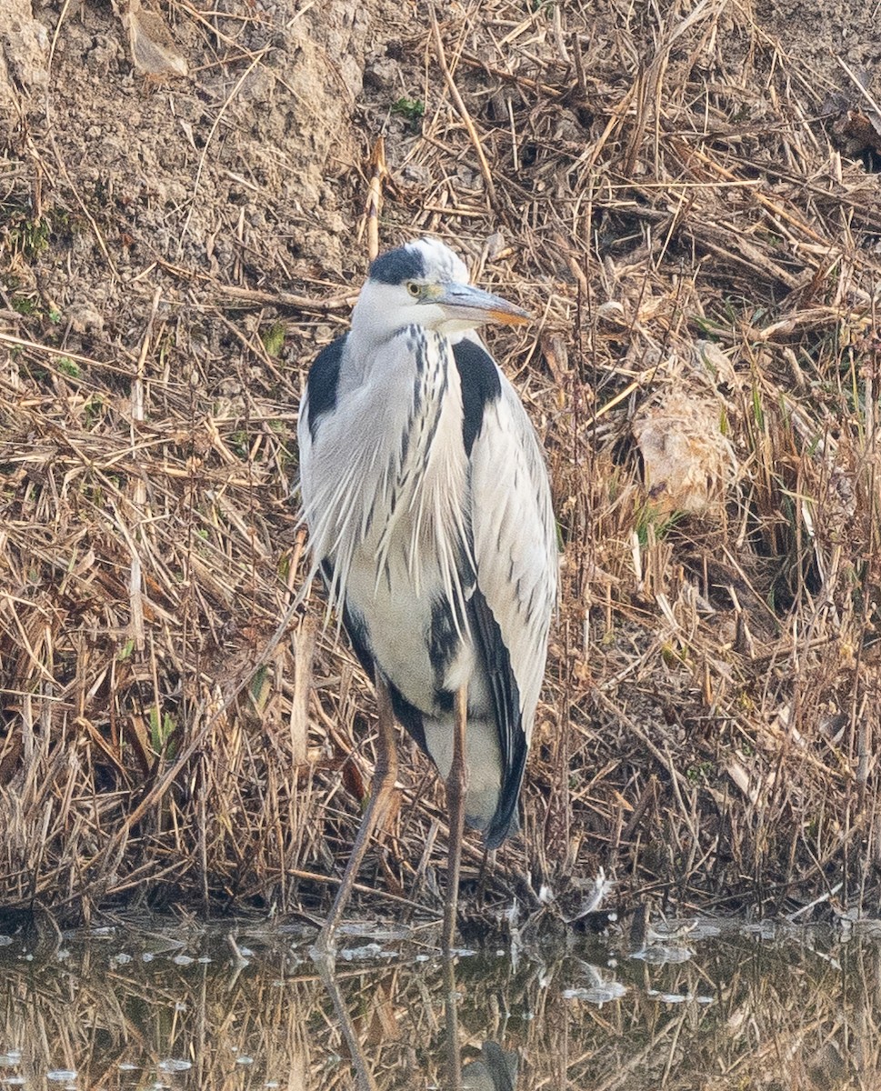 Gray Heron - ML646880068