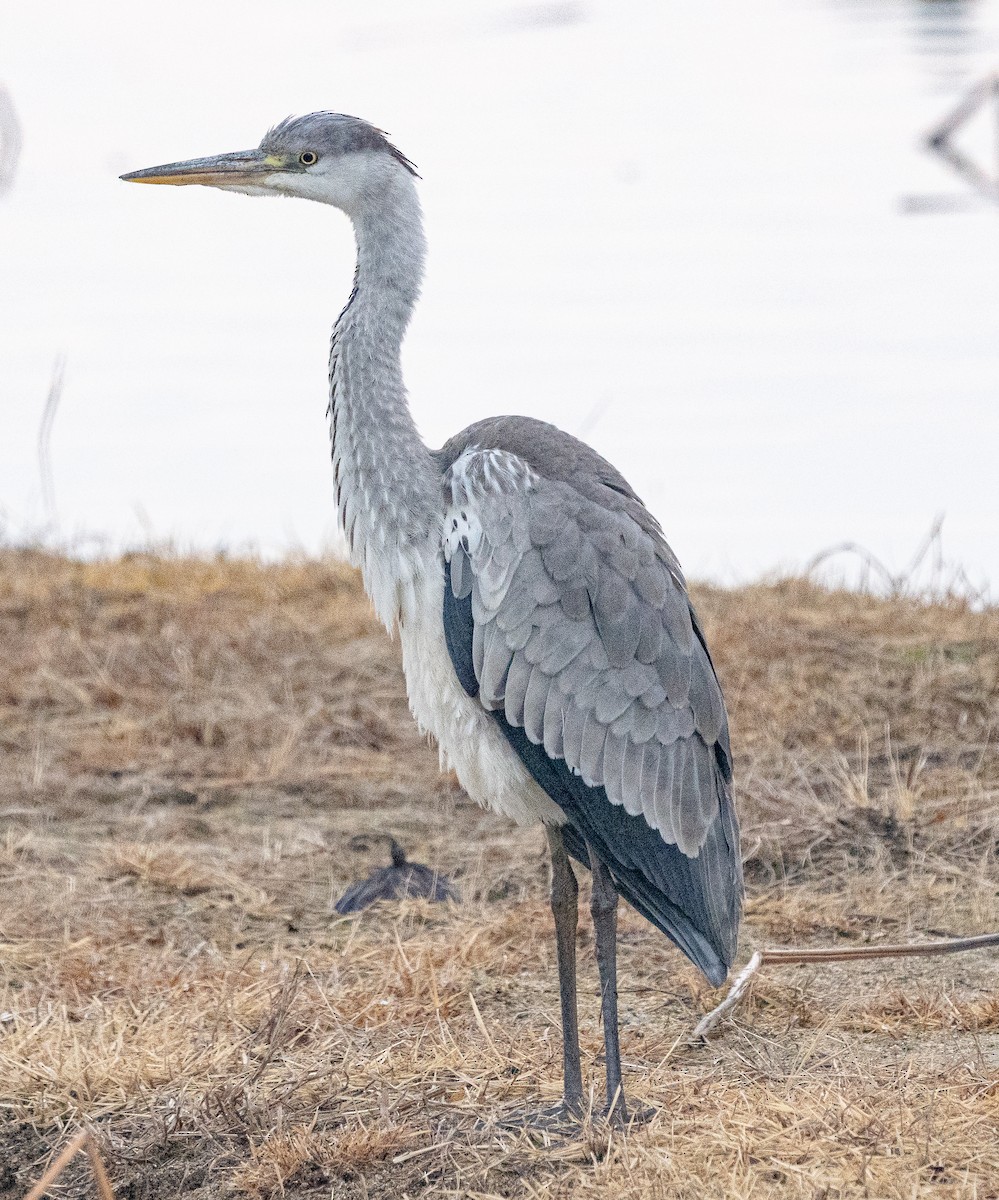 Gray Heron - ML646880069