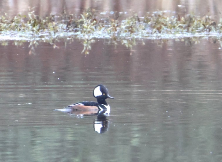 Smergo dal cappuccio - ML646880071