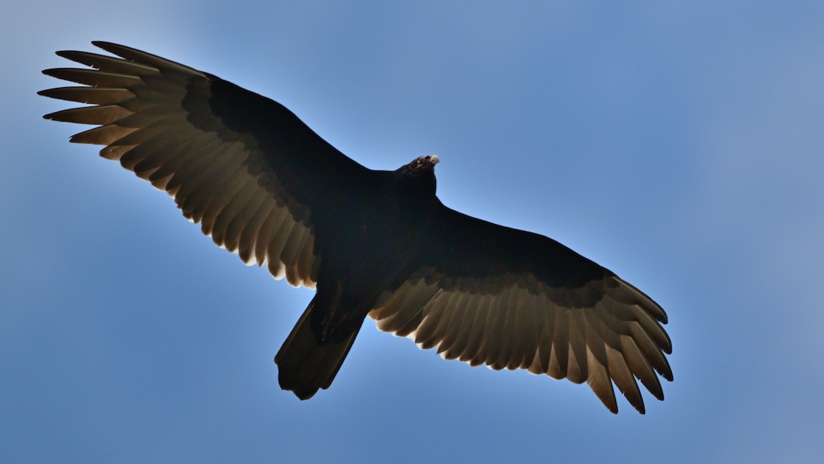 Turkey Vulture - ML646880073