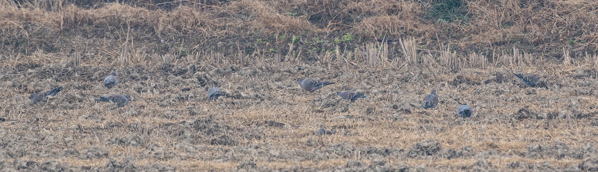 Oriental Turtle-Dove - ML646880074