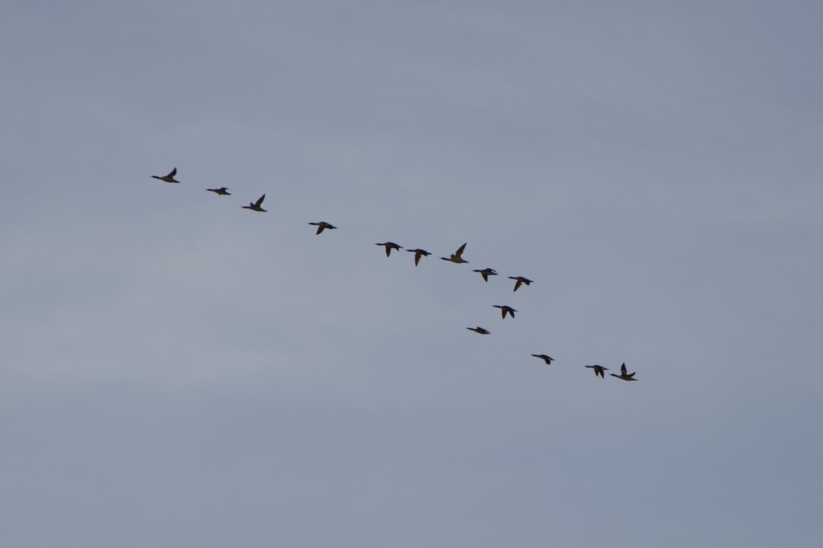 Gänsesäger - ML646880075