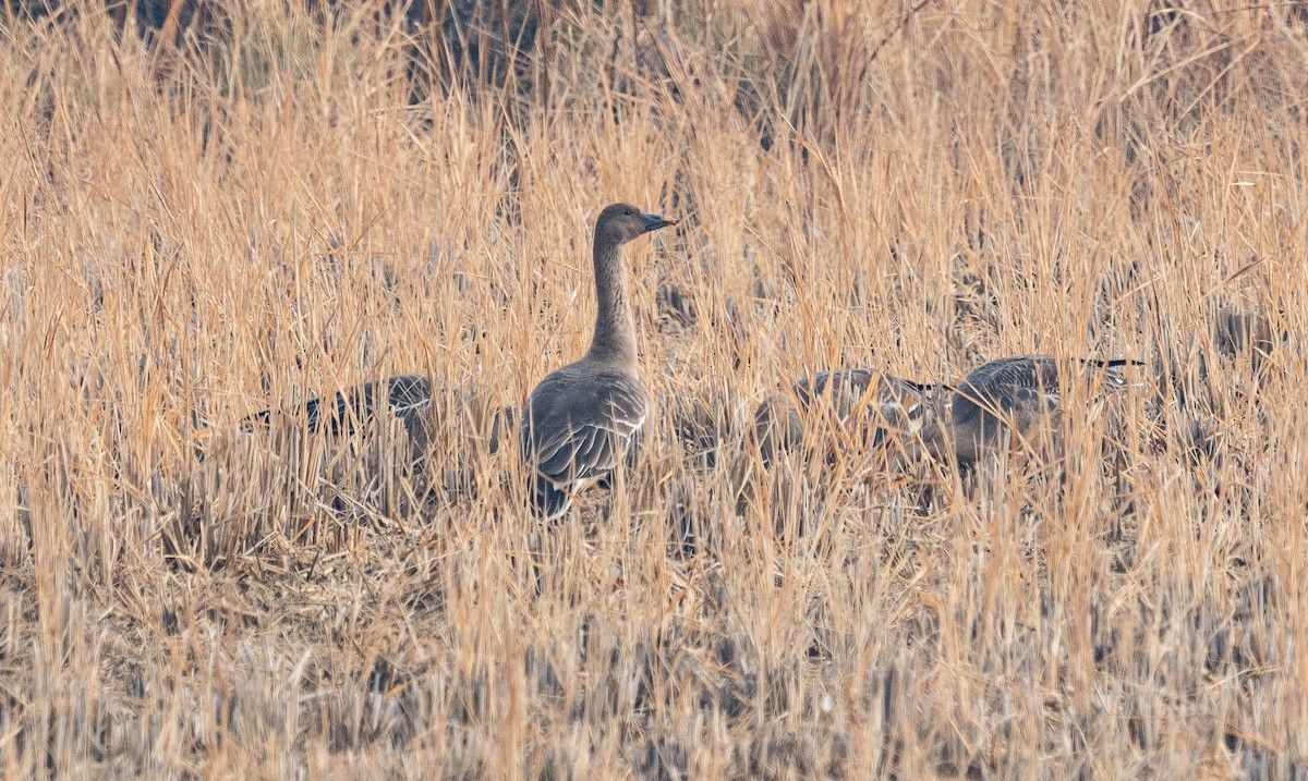 Taiga Bean-Goose - ML646880078