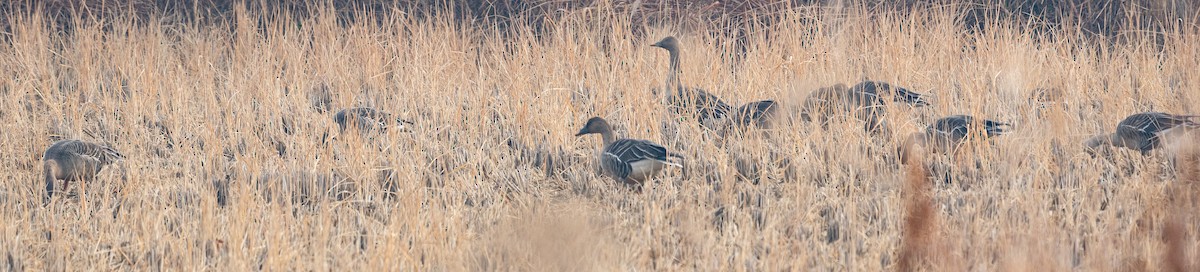 Taiga Bean-Goose - ML646880079