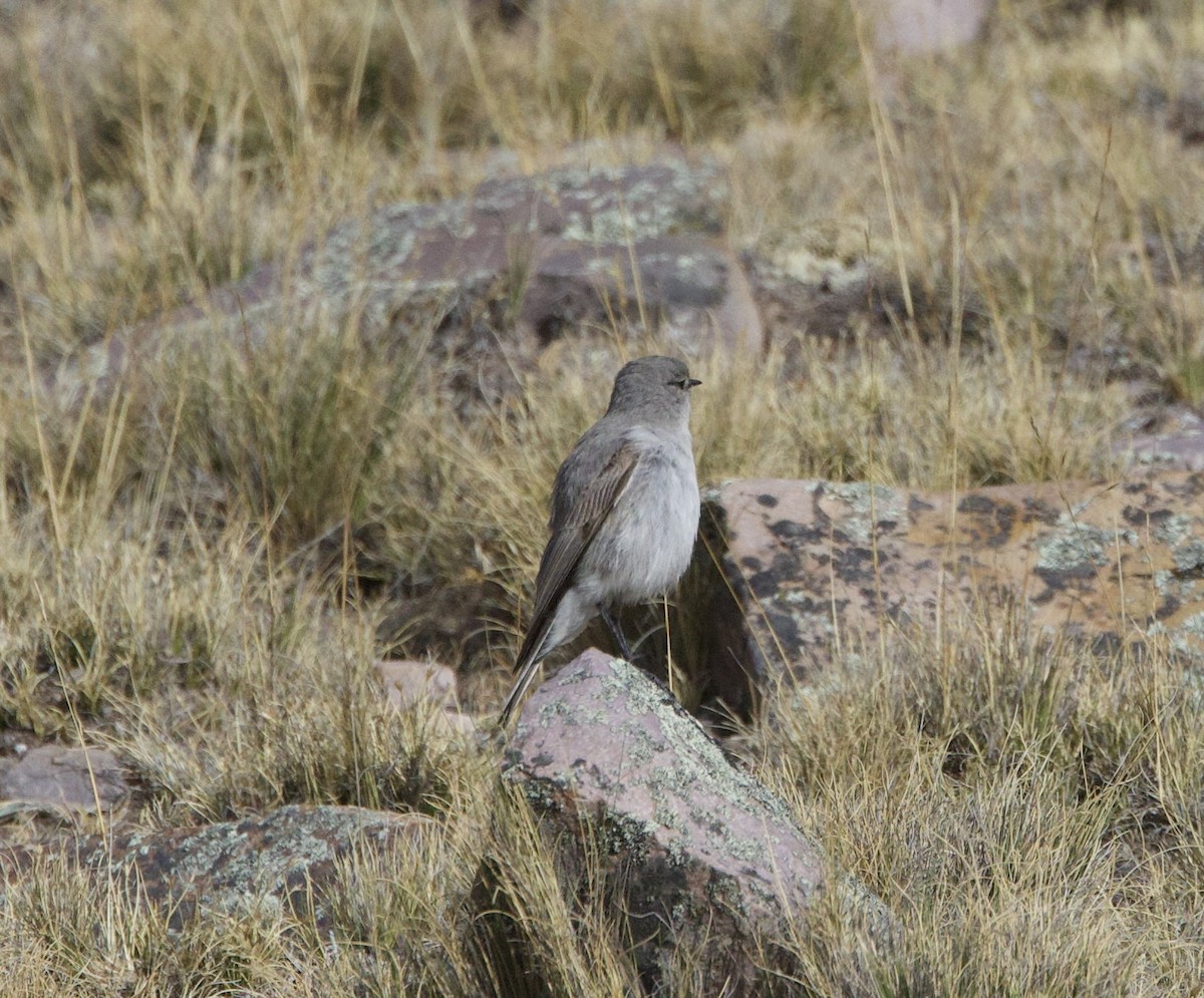 Puna Ground-Tyrant - ML646880081