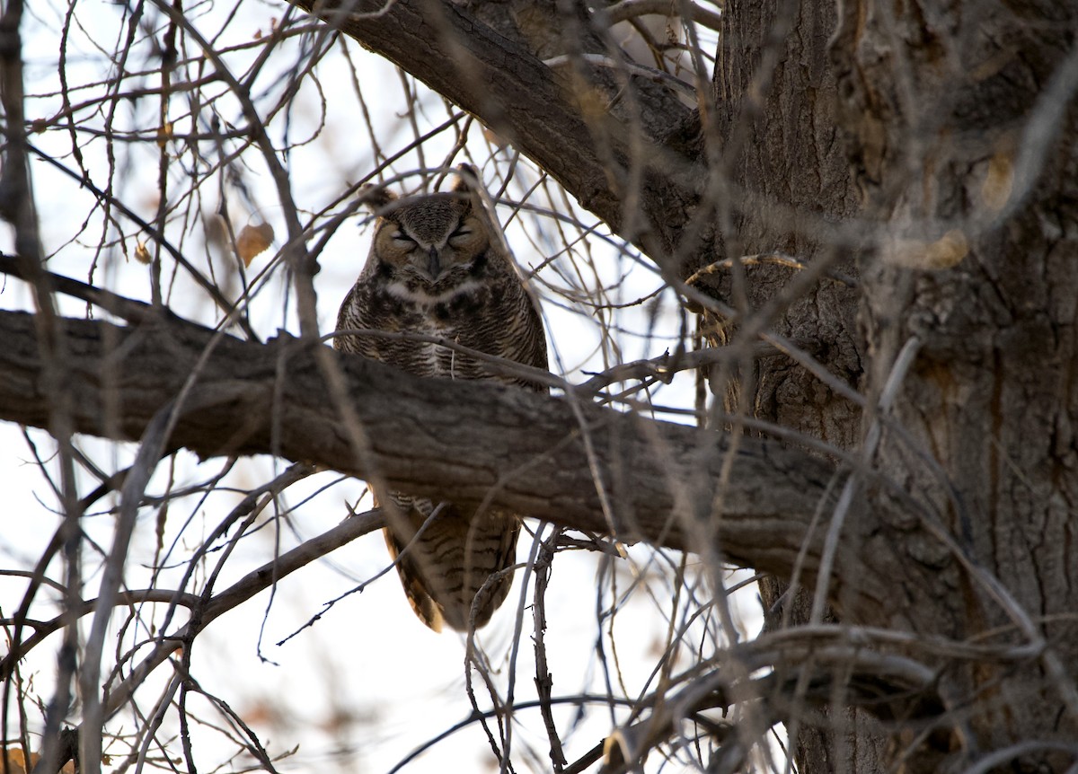 Virginiauhu - ML646880082