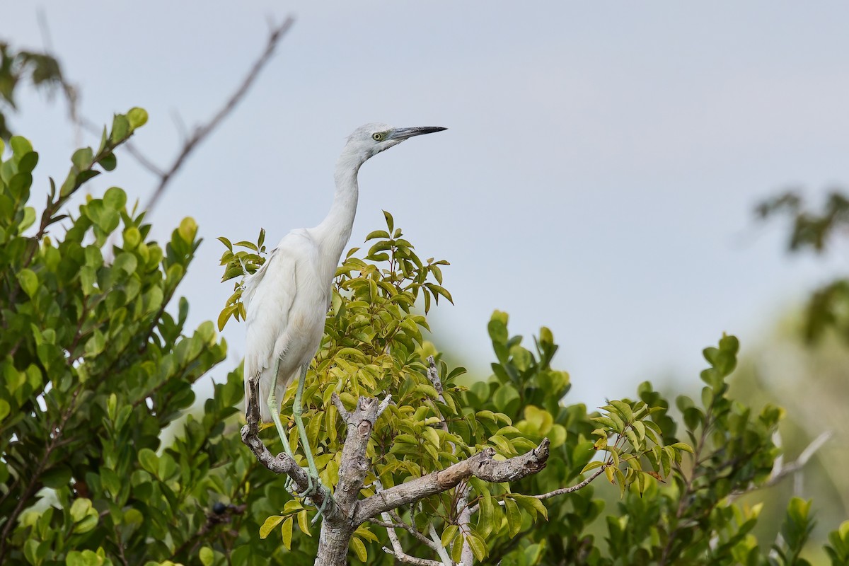 Aigrette bleue - ML646880083