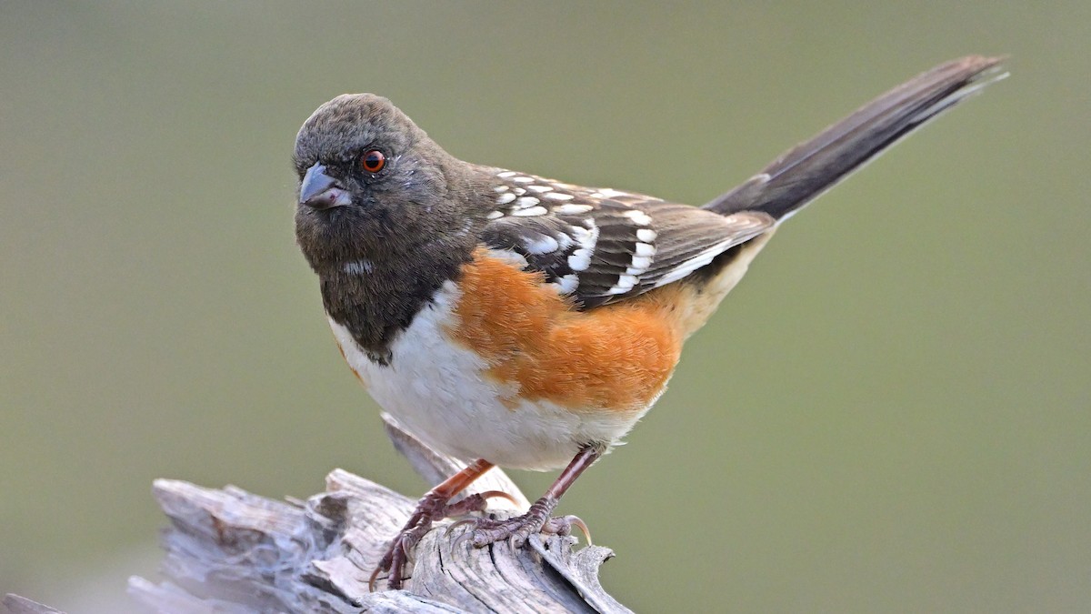 Spotted Towhee - ML646880085