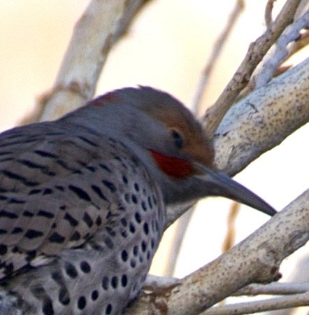 Goldspecht (luteus x cafer) - ML646880087