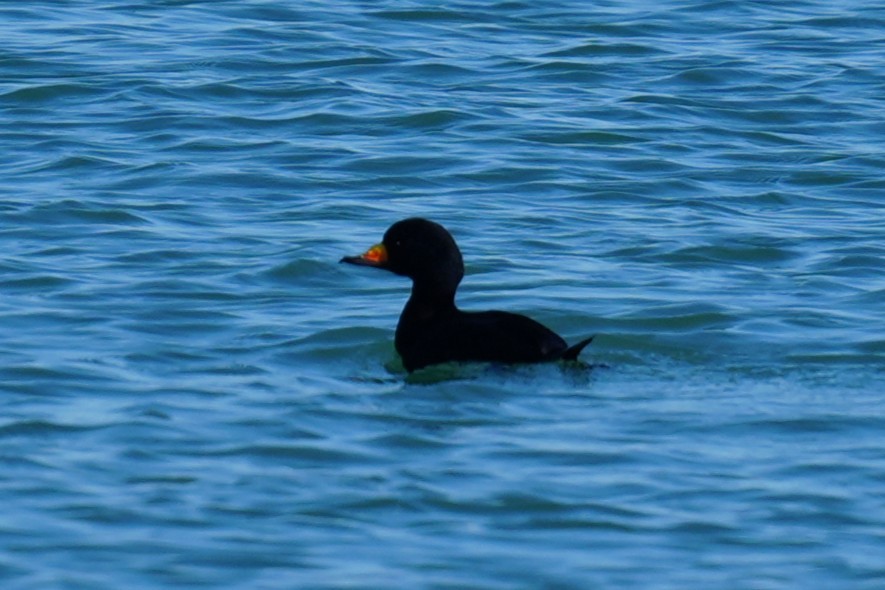 Black Scoter - ML646880088