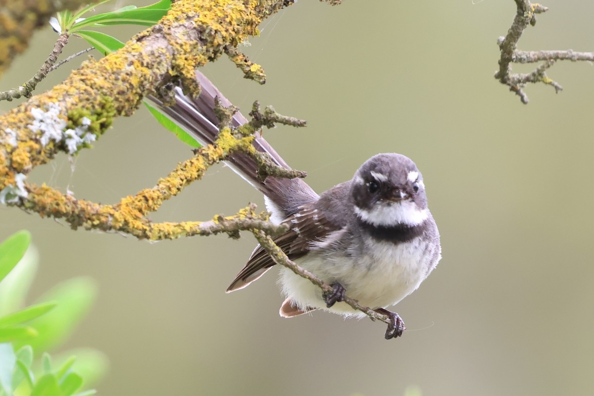 Серая веерохвостка - ML646880089