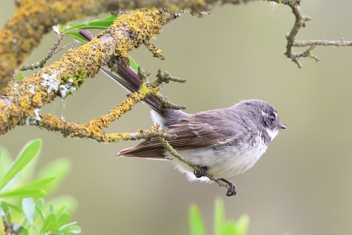 Серая веерохвостка - ML646880090