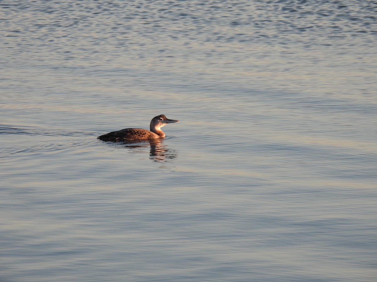 gulnebblom - ML646880097